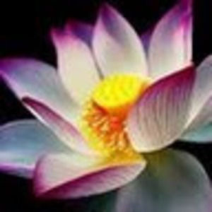 Meet your Posher, Gemma